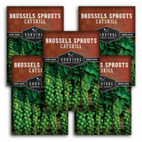 Three packages of Survival Garden Seeds Brussels Sprouts Catskill on a white background