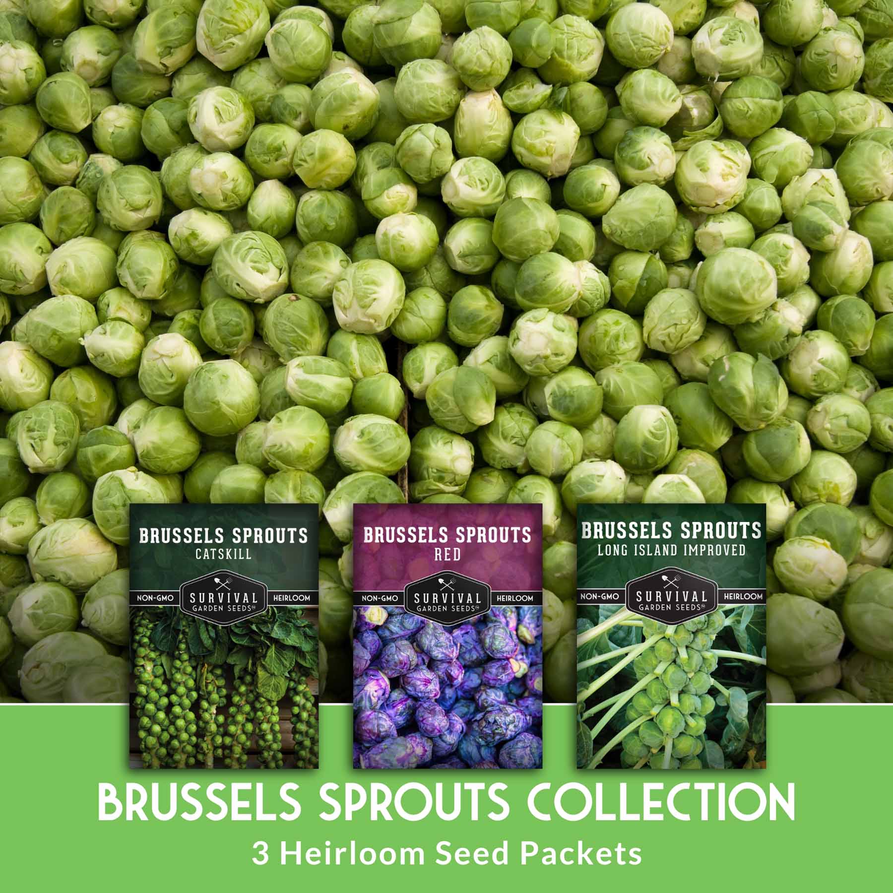 Brussels Sprouts Seed Collection – 3 Pack – SurvivalGardenSeeds