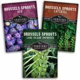 Three packets of Survival Garden Seeds Brussels Sprouts on a white background