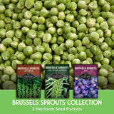 Brussels sprouts seed packets with a pile of green Brussels sprouts in the background.