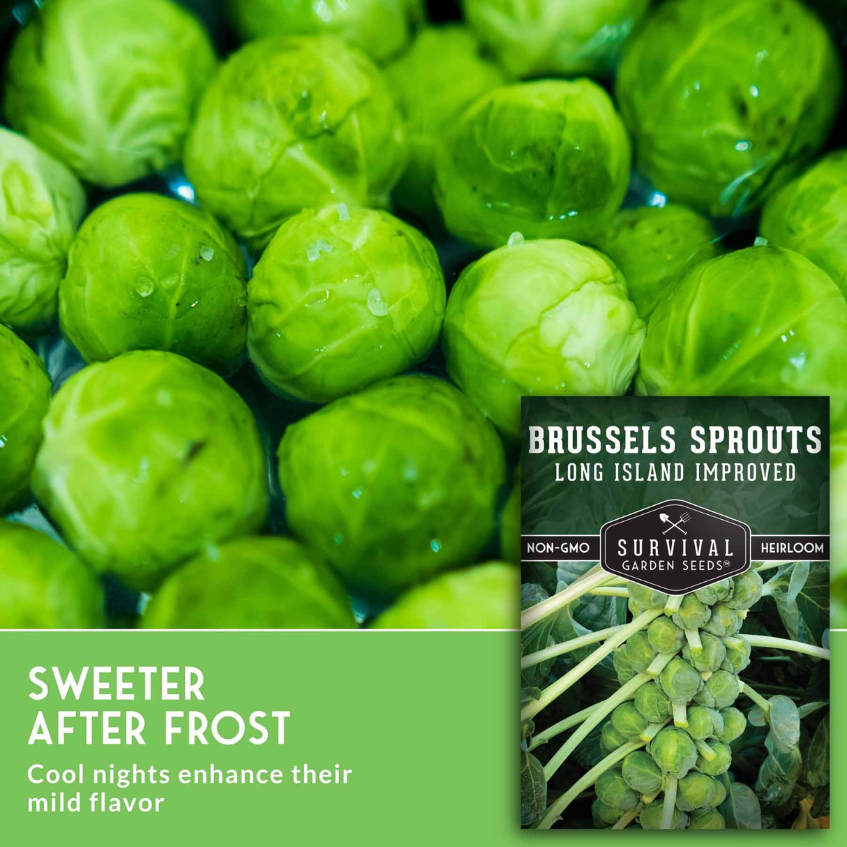 Close-up of bright green Brussels sprouts with a seed packet labeled 'Brussels Sprouts Long Island Improved' and text reading 'Sweeter After Frost' on a green banner.