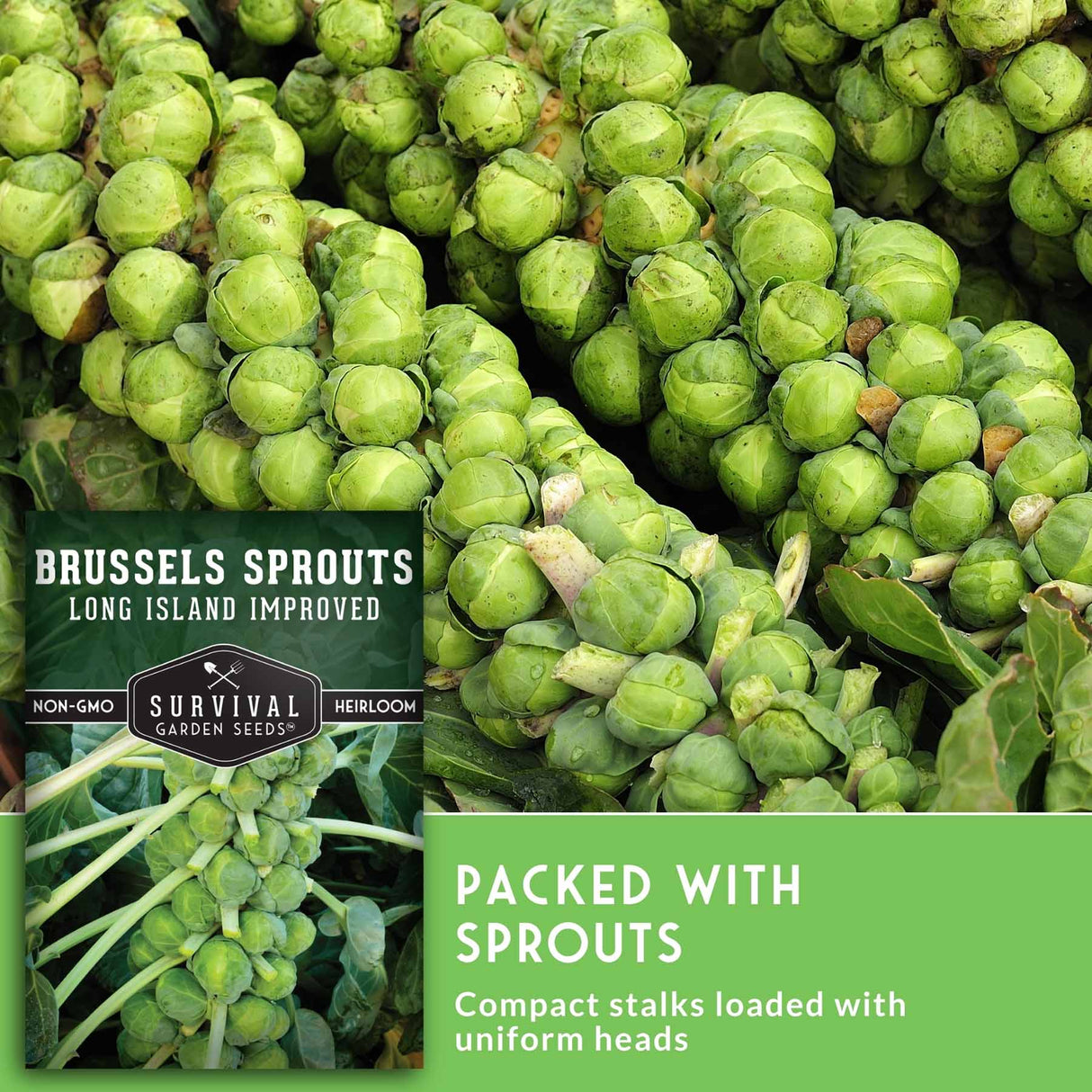 Brussels sprouts plant packaging and close-up of the crop. The image shows many green Brussels sprouts heads on compact stalks, with a green text panel reading 'Brussels Sprouts Long Island Improved' and 'Packed with Sprouts' from Survival Garden Seeds.