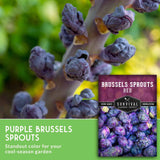 Brussels sprouts plant with purple buds on a stem, shown with a green text panel reading 'Purple Brussels Sprouts' and a seed packet labeled 'Brussels Sprouts Red' by Survival Garden Seeds.