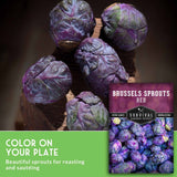 Brussels sprouts seeds promotional image showing several purple Brussels sprouts on a wooden stand, with a green text banner reading 'COLOR ON YOUR PLATE' and a seed packet labeled 'BRUSSELS SPROUTS RED' and 'Survival Garden Seeds'.