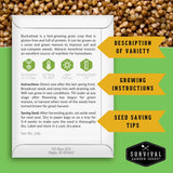 An informational poster for Buckwheat seeds from Survival Garden Seeds, featuring a white card with text, icons, and growing instructions, set against a background of brown buckwheat grains with green and yellow graphic banners.