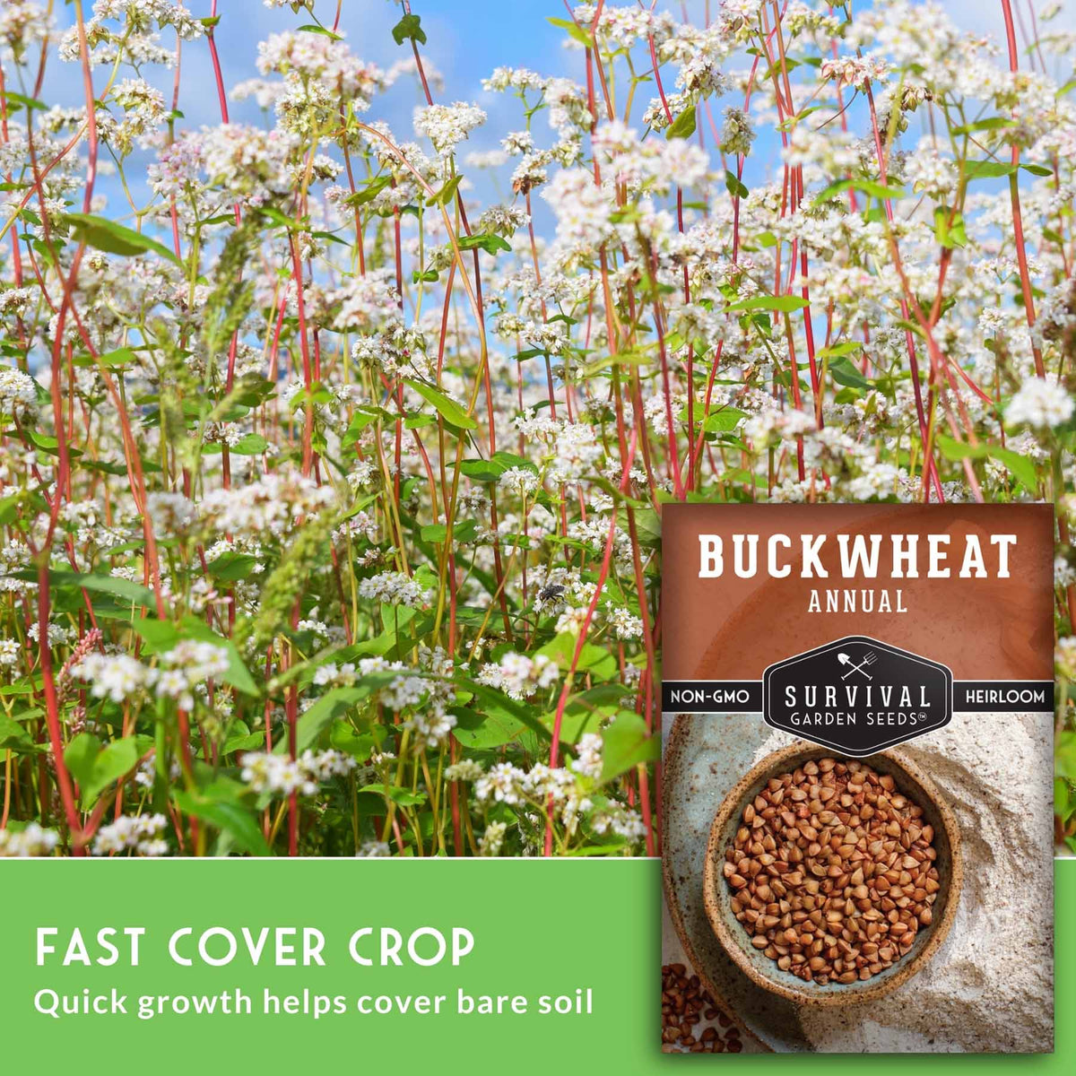 A seed packet for Buckwheat Annual by Survival Garden Seeds is shown over a photo of a field of flowering buckwheat plants. The packet is labeled 'Buckwheat Annual' and shows a bowl of brown seeds.