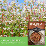 A seed packet for Buckwheat Annual by Survival Garden Seeds is shown over a photo of a field of flowering buckwheat plants. The packet is labeled 'Buckwheat Annual' and shows a bowl of brown seeds.