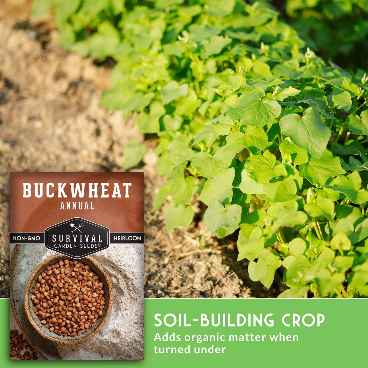 Seed packet for Buckwheat Annual by Survival Garden Seeds shown over a garden scene with green leafy plants growing in soil, plus text reading 'SOIL-BUILDING CROP' and 'Adds organic matter when turned under.'.