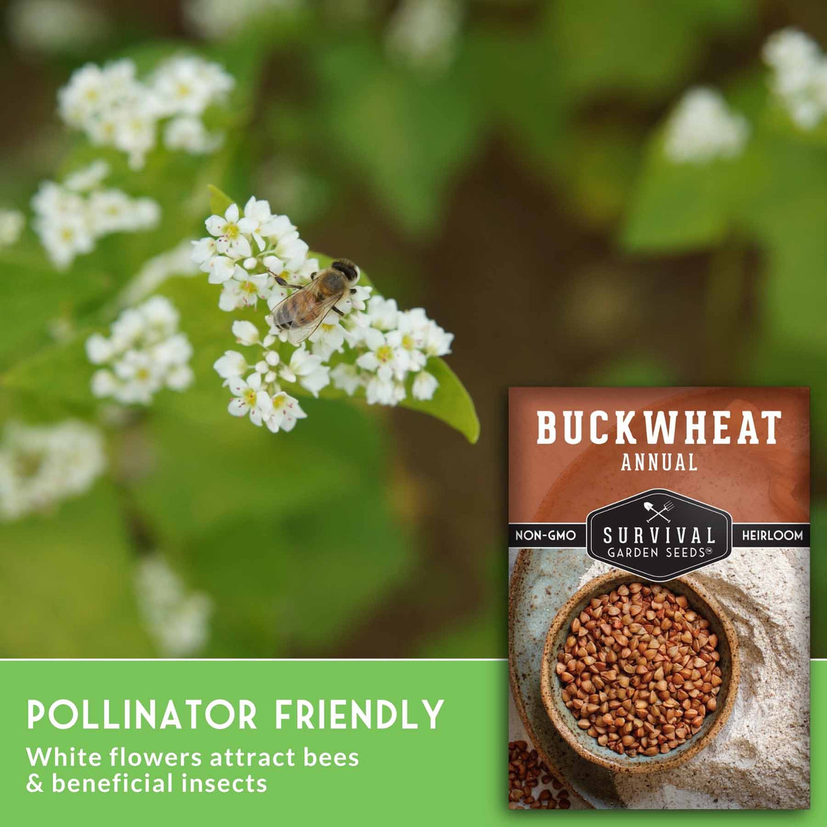 A seed packet for Buckwheat Annual by Survival Garden Seeds is shown next to a nature photo of a bee on white buckwheat flowers, with text highlighting its pollinator-friendly nature.