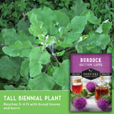 Burdock plant with a seed packet labeled 'Survival Garden Seeds' on a green background.