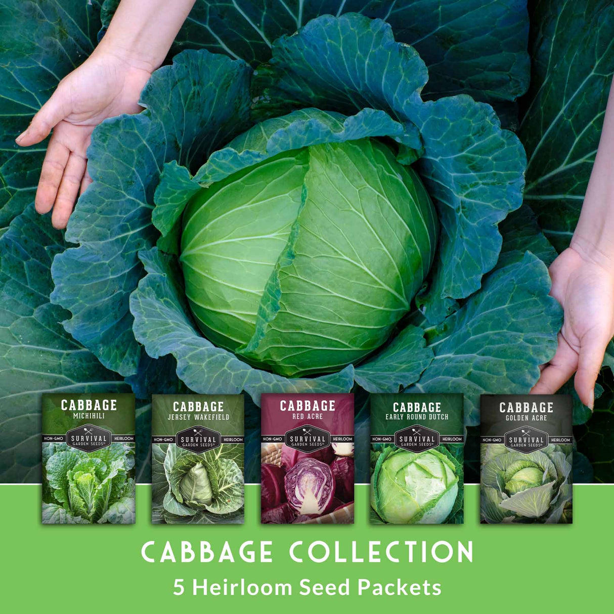 Cabbage Seed Collection - 5 heirloom seed packets
