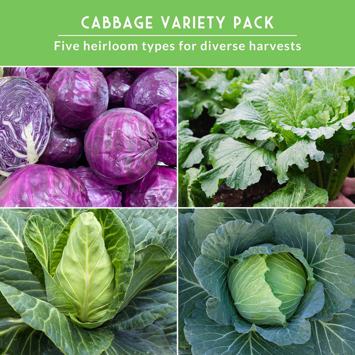 4 different cabbage plants with text that says cabbage variety pack