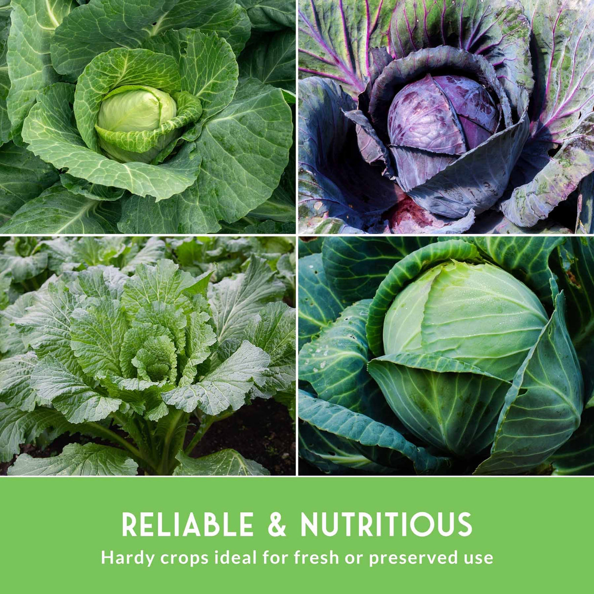 4 different cabbage plants