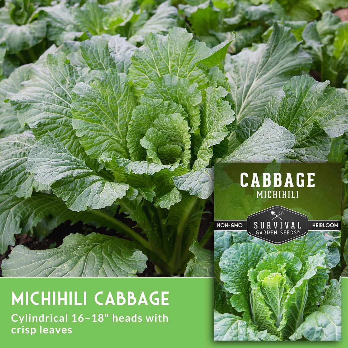 Michihili cabbage plant with 16-18" heads