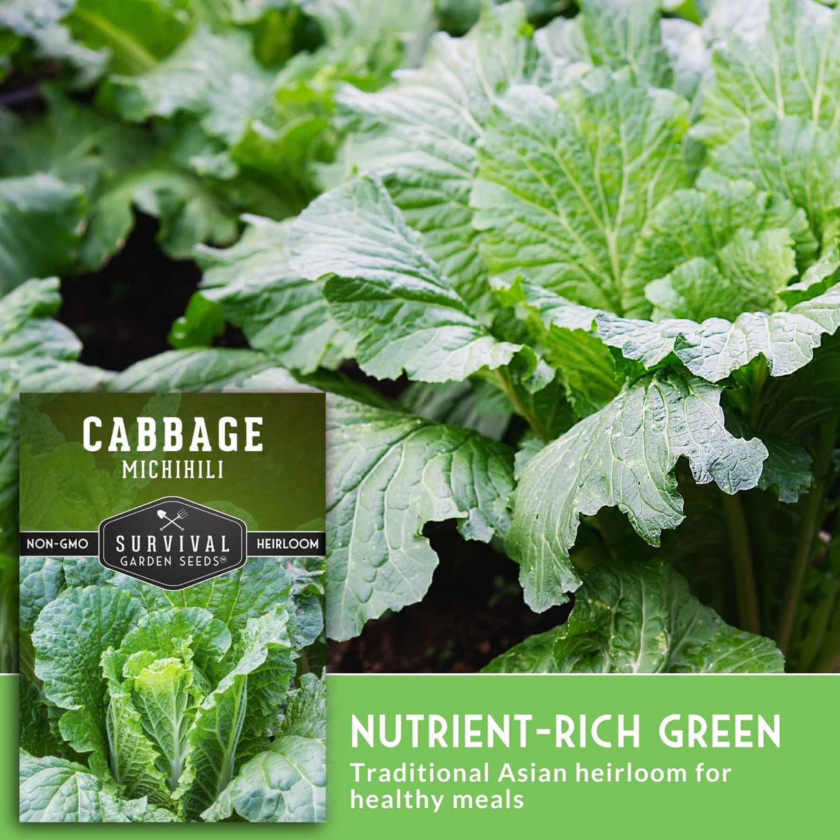 Cabbage plant with text that says nutrient-rich green