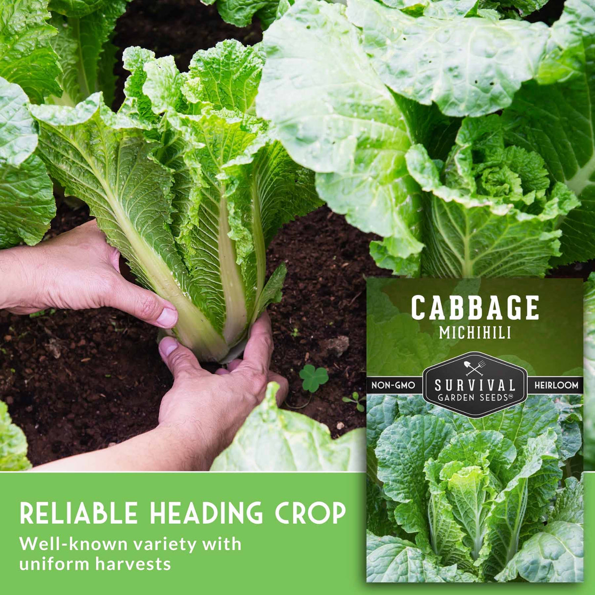 Cabbage plant being held with 'Survival Garden Seeds' packaging on a green background