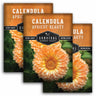 Three packages of Survival Garden Seeds Calendula Apricot Beauty with a close-up of the flower.
