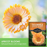 Calendula apricot beauty seeds packaging with a close-up of an apricot-colored flower.