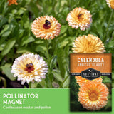 Calendula seeds packet with flowers in the background