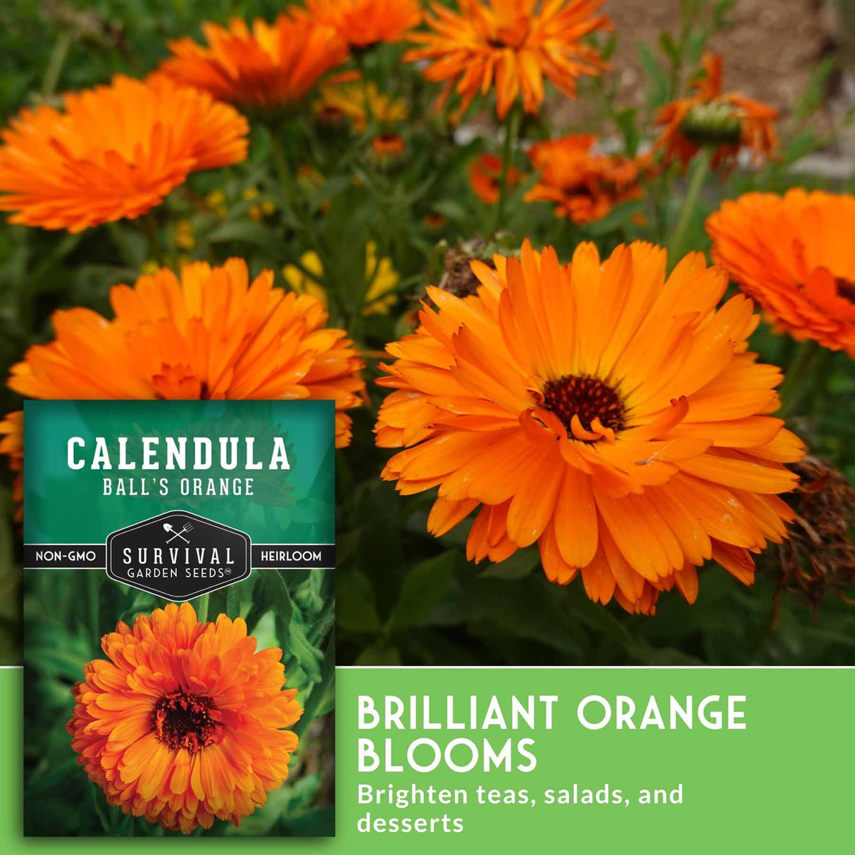 Calendula seeds packet with bright orange flowers in the background