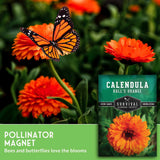 Orange flowers with a butterfly and a package of Calendula Survival Garden Seeds.