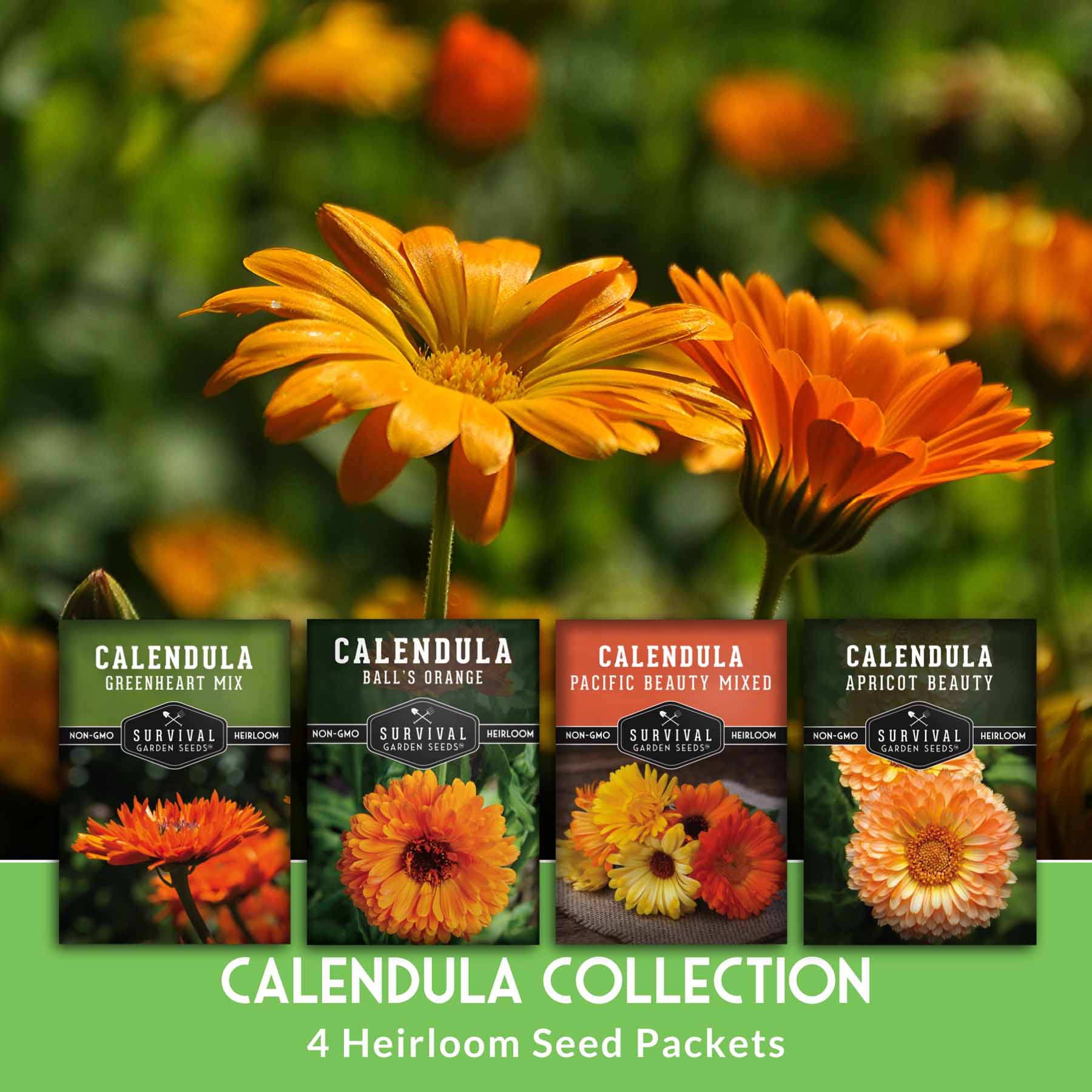 Calendula Seed Collection – 4 Pack – SurvivalGardenSeeds