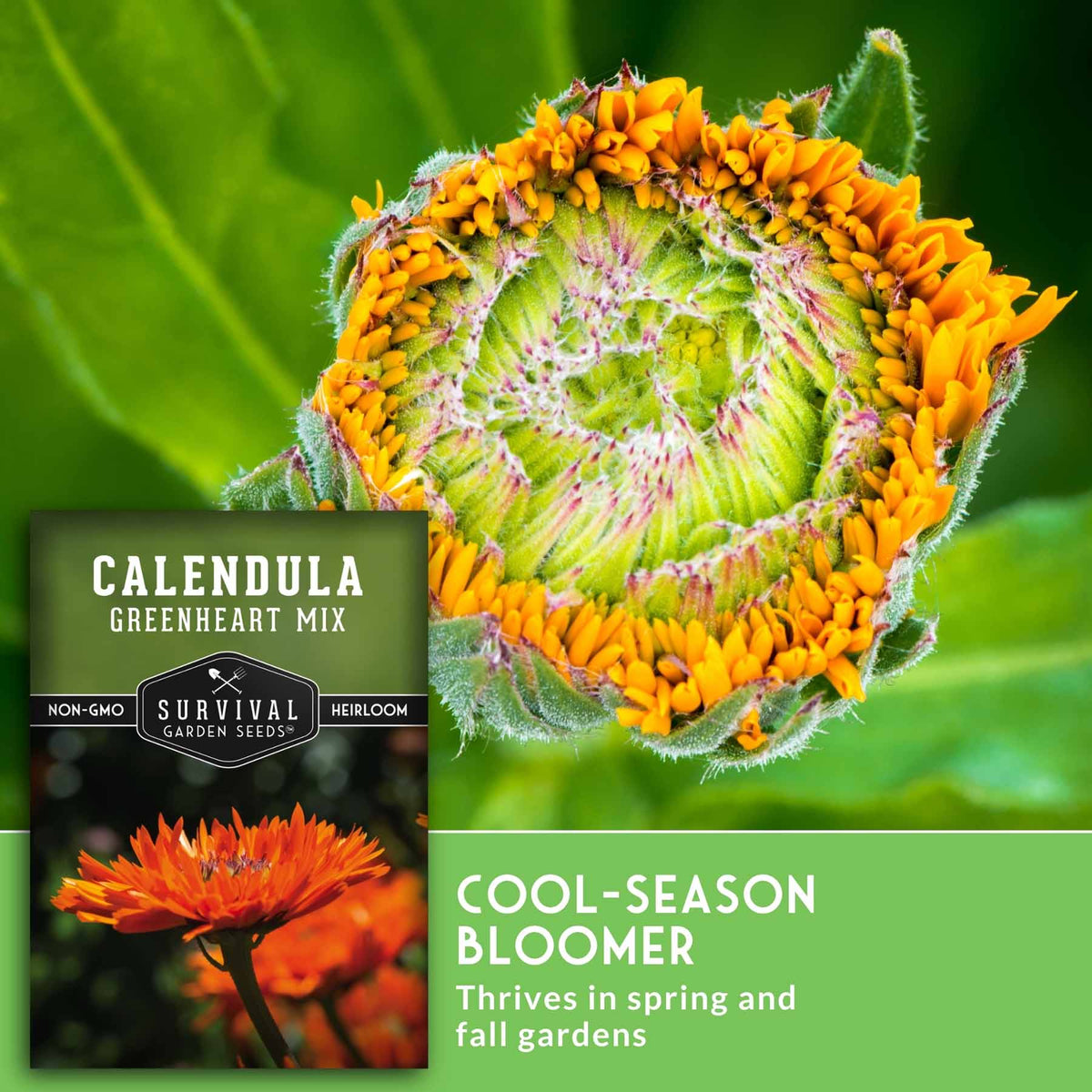 Seed packet for Survival Garden Seeds Calendula Greenheart Mix shown next to a close-up photo of a cut-open orange calendula flower bud on a green leafy background, with text reading 'COOL-SEASON BLOOMER' and 'Thrive in spring and fall gardens.'.