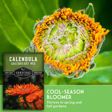 Seed packet for Survival Garden Seeds Calendula Greenheart Mix shown next to a close-up photo of a cut-open orange calendula flower bud on a green leafy background, with text reading 'COOL-SEASON BLOOMER' and 'Thrive in spring and fall gardens.'.