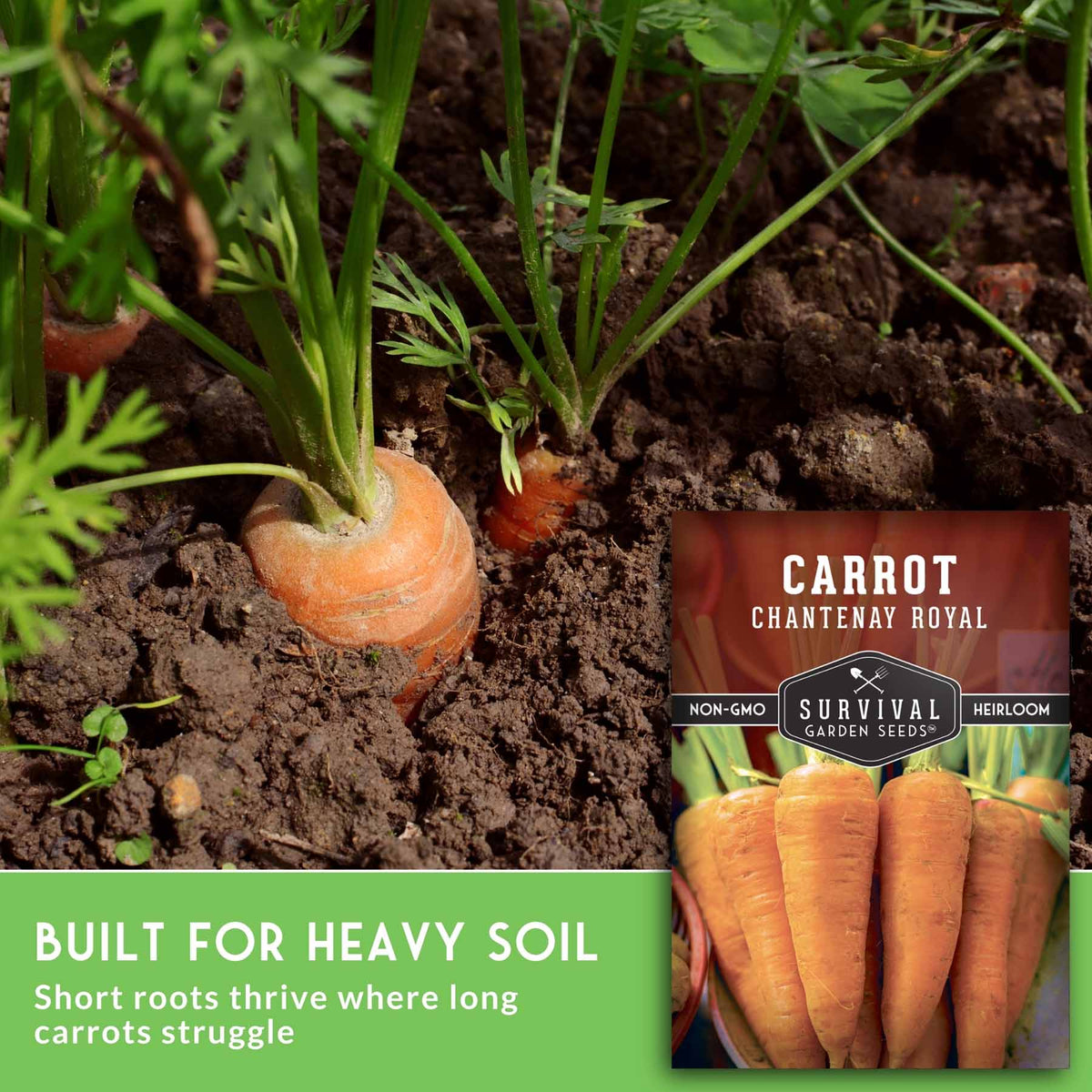 Carrot seeds in heavy soil with growing carrot tops visible, plus a seed packet labeled 'Carrot Chantenay Royal' and marketing text about short roots thriving in heavy soil.