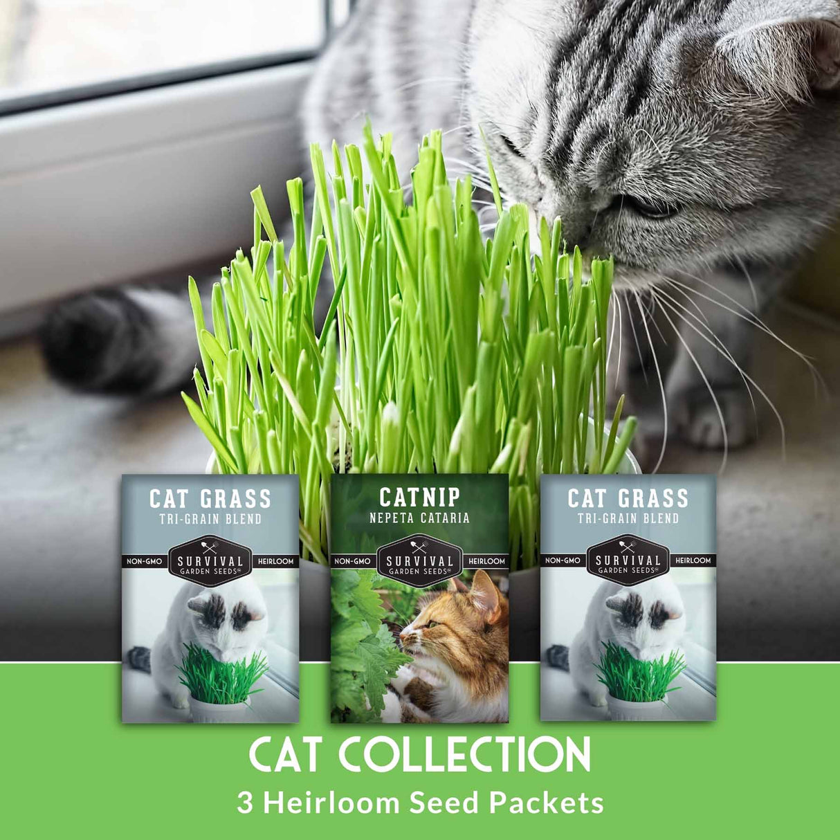 Cat grass and catnip with a cat sniffing the grass, featuring 'Carnival' brand seed packets.