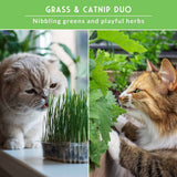 Image of cats with catnip and cat grass plants