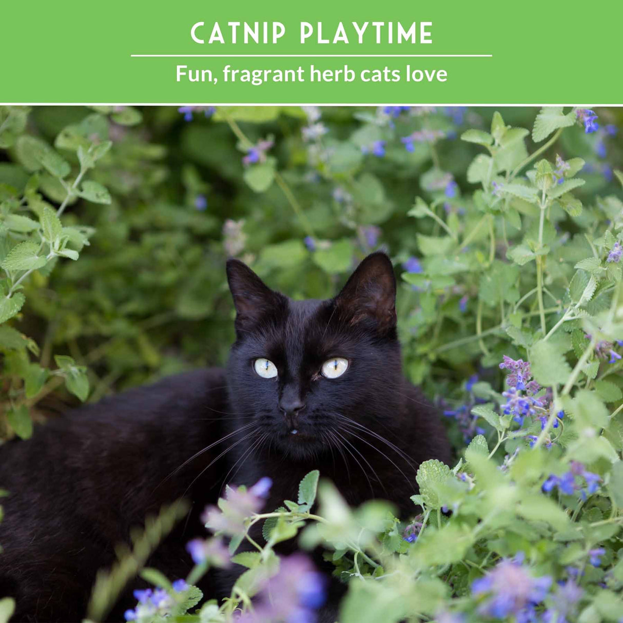 Black cat among green plants with text 'Catnip Playtime' on a green background