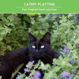Black cat among green plants with text 'Catnip Playtime' on a green background