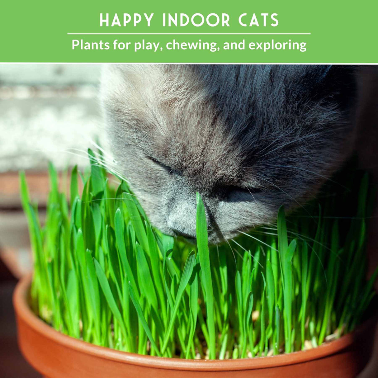 Grey cat eating cat grass