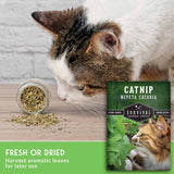 A real cat is shown leaning over a small jar of dried catnip seeds with loose seeds spilled on a wooden surface. A product package for 'Catnip Nepeta Cataria' by Survival Garden Seeds is placed in front, and a green text banner at the bottom reads 'Fresh or Dried' and 'Harvest aromatic leaves for later use.