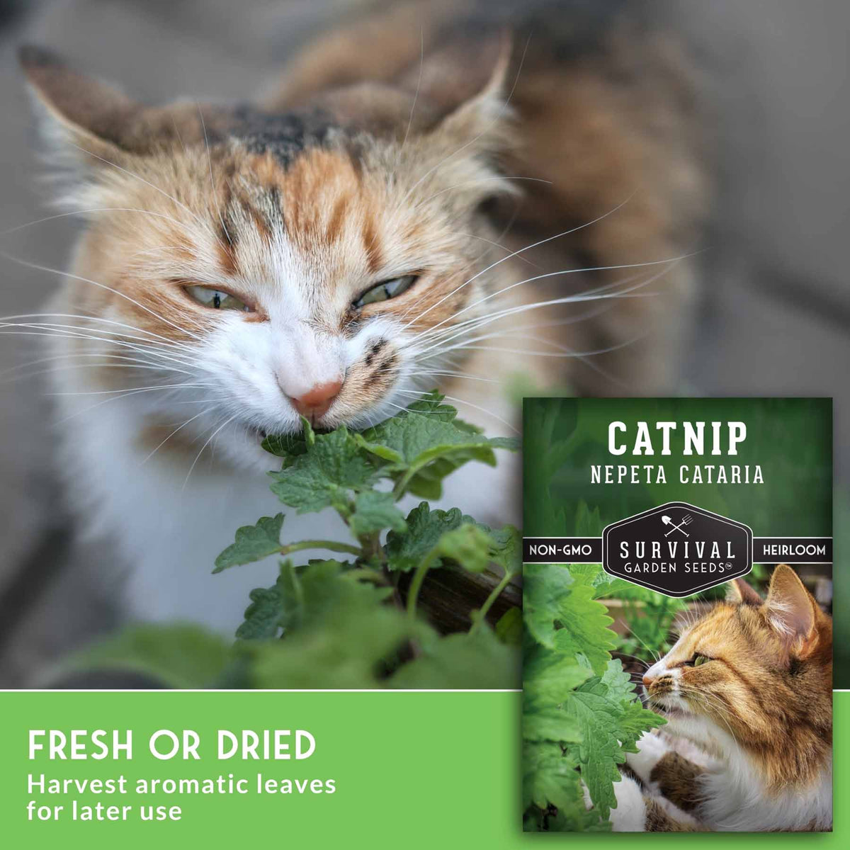 A close-up photo of a calico cat nibbling green leaves, with a seed packet labeled 'CATNIP NEPETA CATARIA' by Survival Garden Seeds shown in the lower right. A green banner at the bottom reads 'FRESH OR DRIED' and 'Harvest aromatic leaves for later use.