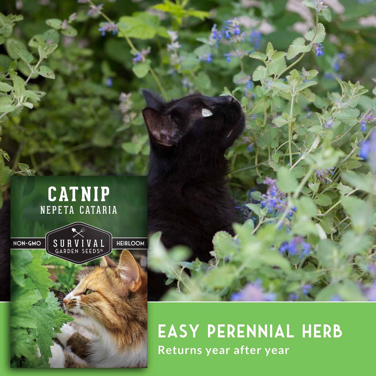 Catnip nepeta cataria herb seed packet shown over a photo of a black cat in green garden foliage, with text reading 'EASY PERENNIAL HERB' and 'Returns year after year.'.