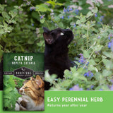 Catnip nepeta cataria herb seed packet shown over a photo of a black cat in green garden foliage, with text reading 'EASY PERENNIAL HERB' and 'Returns year after year.'.