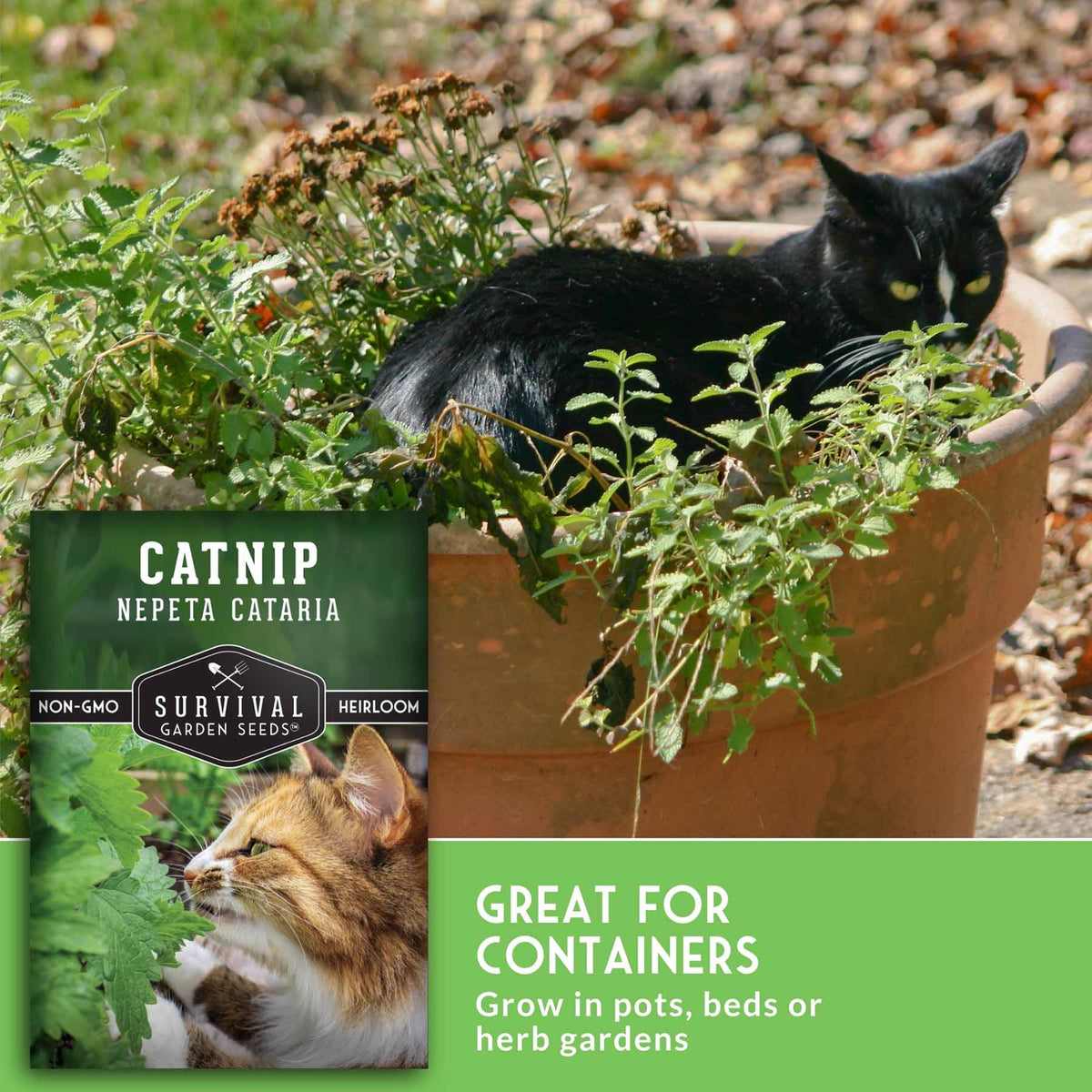 A black cat rests in a terracotta planter filled with green catnip plants outdoors. A package label for Survival Garden Seeds Catnip Nepeta Cataria is shown in the lower left, with a green text banner reading 'Great for containers' at the bottom.