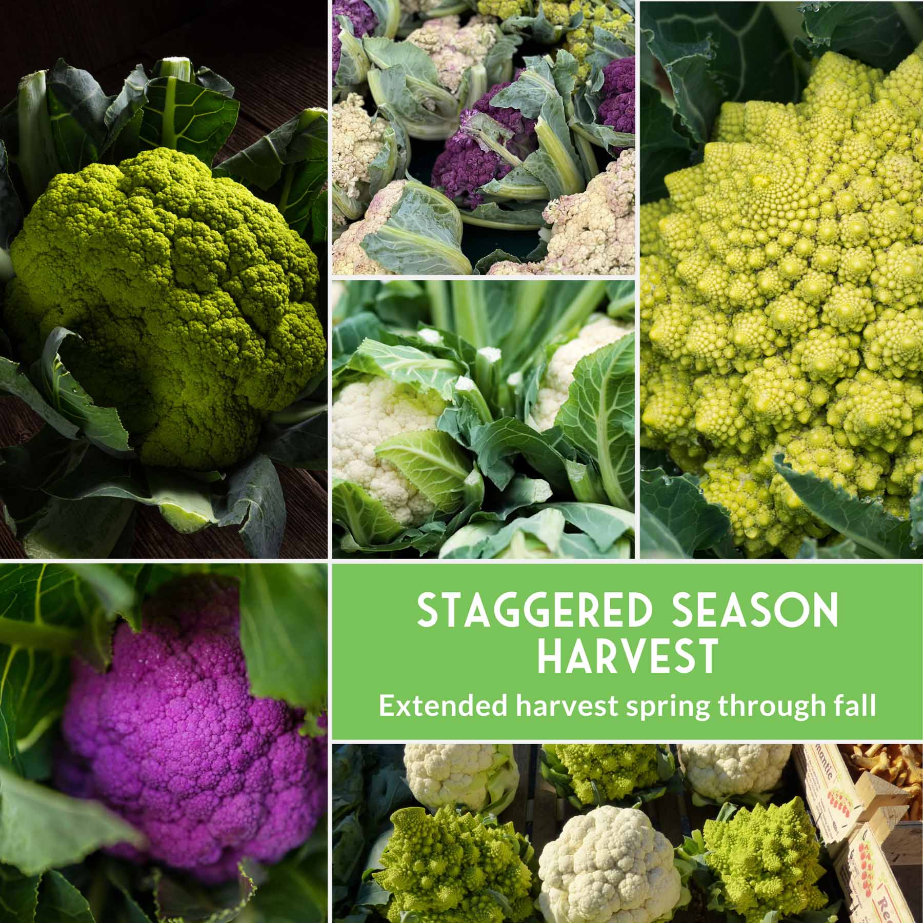 Heirloom Cauliflower Seed Collection (3 Varieties