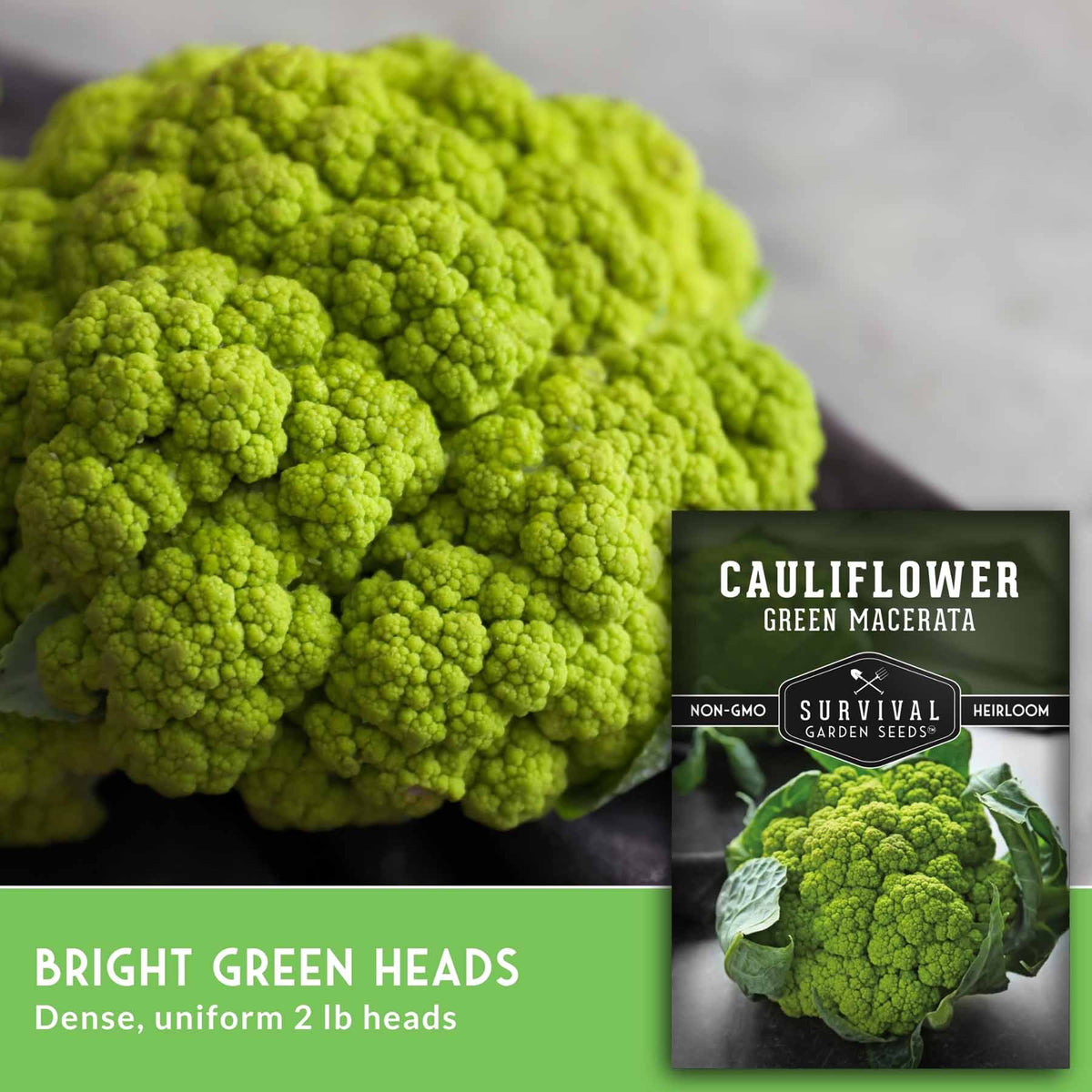 A close-up photo of a bright green cauliflower head with a seed packet inset showing the text 'CAULIFLOWER GREEN MACERATA' and 'SURVIVAL GARDEN SEEDS.' A green banner at the bottom reads 'BRIGHT GREEN HEADS Dense, uniform 2 lb heads.
