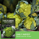 Green macerata cauliflower seeds by Survival Garden Seeds, featuring a close-up of a ripe green cauliflower head with its dark green leaves, alongside a product label and a green banner that reads 'EARLY HARVEST Ready in just 60-70 days'.