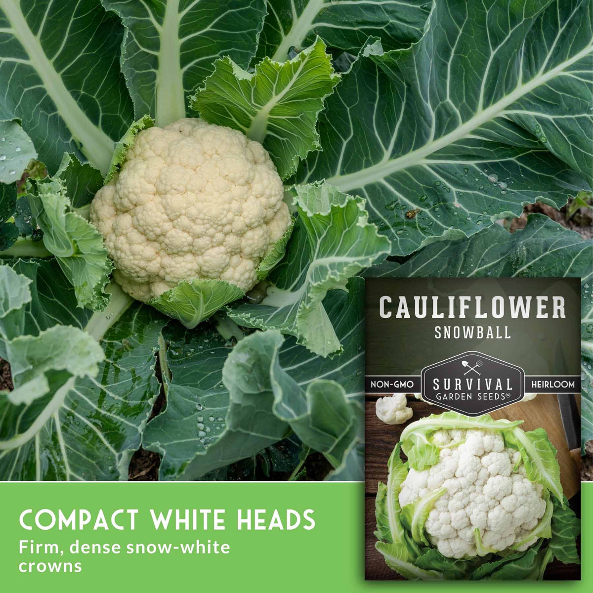 A close-up of a compact snow-white cauliflower head growing among large green leaves, with a seed packet labeled 'Cauliflower Snowball' and text reading 'Compact White Heads' on a green banner.