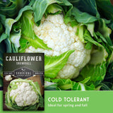 A close-up of a fresh snowball cauliflower head with green leaves, alongside a seed packet labeled 'Cauliflower Snowball' and a green text banner that says 'Cold Tolerant Ideal for spring and fall.'.