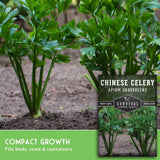 A close-up of green Chinese celery plants growing in soil, with a seed packet overlay reading 'Chinese Celery' and a green banner at the bottom that says 'Compact Growth' and 'Fits beds, rows & containers.'.