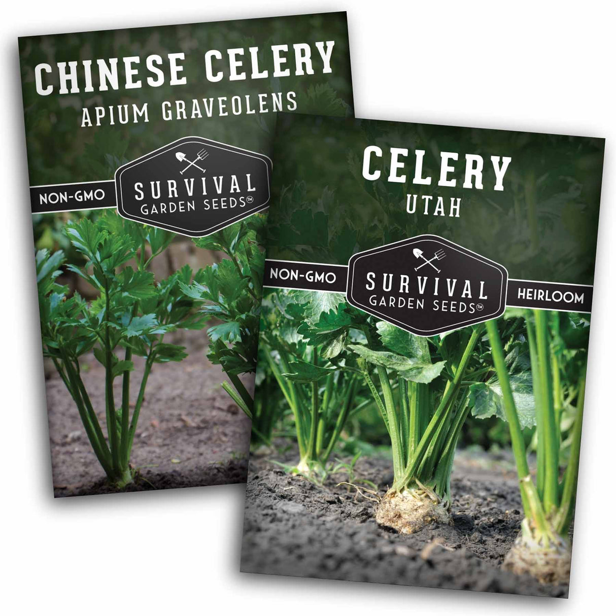 Celery seed collection - 2 packets of celery seeds
