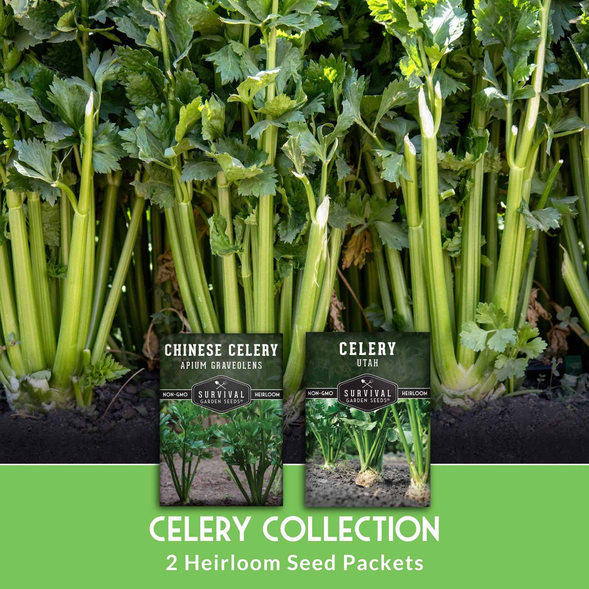 2 heirloom seed packets of celery