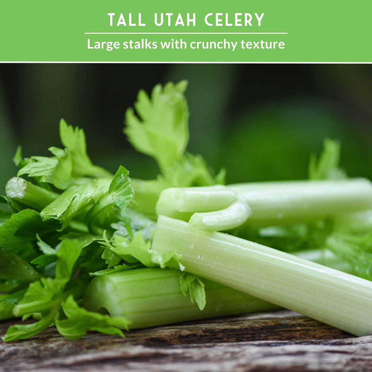 celery stalks of Tall Utah Celery