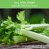 celery stalks of Tall Utah Celery