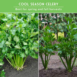 various celery plants with text that says Cool Season Celery